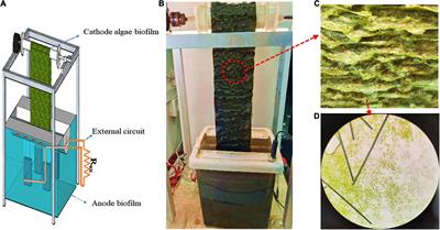 A revolving algae biofilm based photosynthetic microbial fuel cell for simultaneous energy recovery, pollutants removal, and algae production